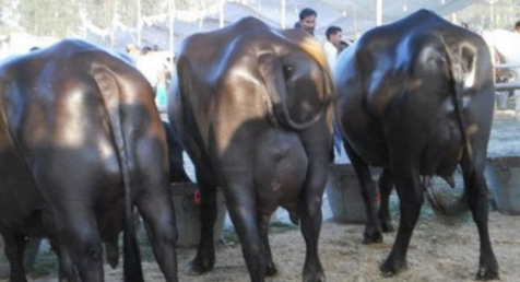 आइटीमा स्नातकोत्तर गरेर भैँसीपालनमा