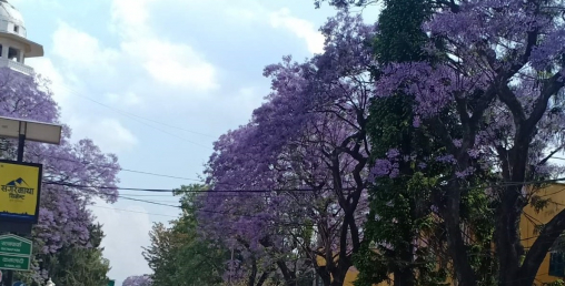 काठमाडौंको ‘पाहुँना फूल’ जसले पाहुँनाको स्वागत गर्नै पाएन (फोटोफिचर)