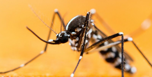 लामखुट्टे मार्न गन बोकेर बस्तीमा सांसद