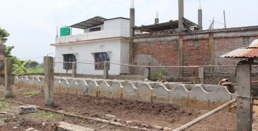 गाई पाल्दा ५० लाख स्वाहा ! दूध नबिकेपछि गोठ भत्काउँदै