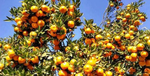 सुन्तलाको उत्पादन बढेपछि कृषक हौसिए