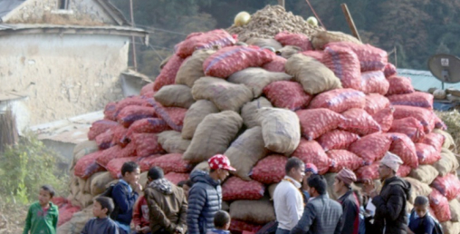 आलु उत्पादन बढ्यो