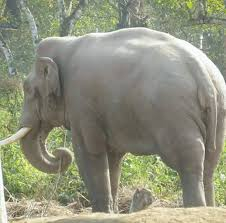 लकडाउनमा हात्तीलाई समेत सकस