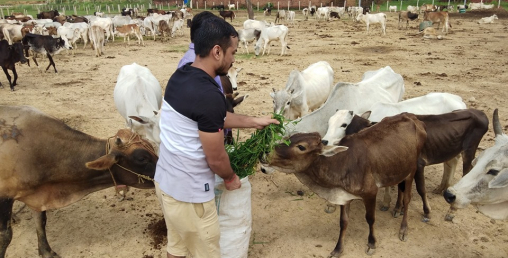कान्जी हाउसको क्षमताभन्दा १० गुणा बढी गाईवस्तु
