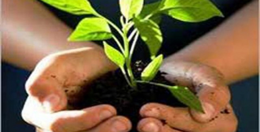 रुख रोप्ने काम उधारोमै सीमित