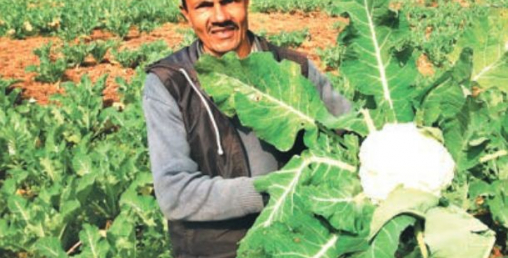 कृषिजन्य वस्तुको उत्पादनमा वृद्धि, धान, तरकारी र उखुमा लक्ष्य हासिल