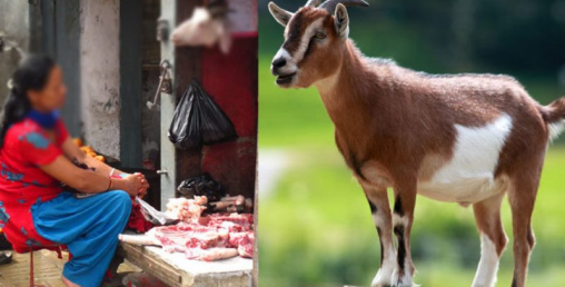 दशैमा खसीको मासु १५ सय भन्दा माथि हुने