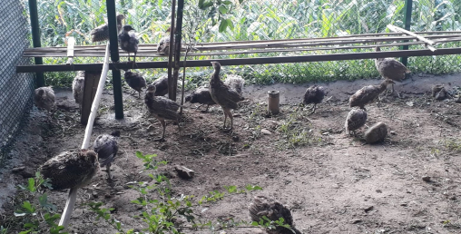 कालिजको ब्यवासायिक उत्पादन भक्तपुरमै शुरु