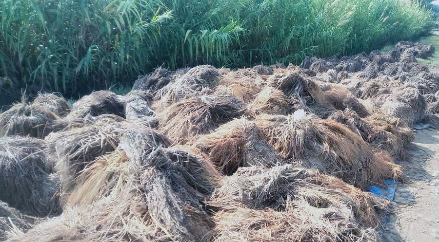 कैलालीका कृषक भन्छन्, ‘किन खेती लगाइएछ जस्तै लागेको छ’