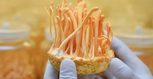 घरमै विकास गरियो यार्सागुम्बा र ४० प्रजातिका च्याउ