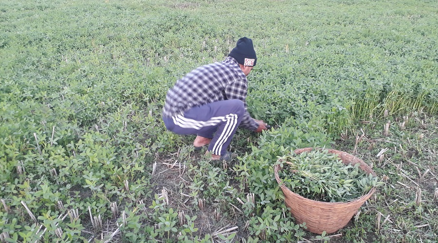 ‘ग्रिन गोल्ड’ बेचेर आम्दानी गर्दै दङ्गाली किसान