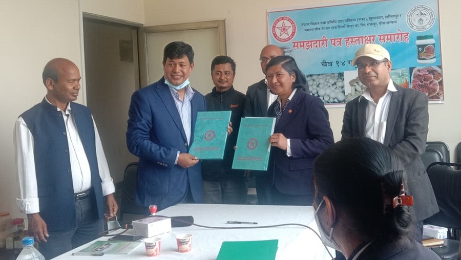 च्याउ खेती प्रविधिको विकास गर्न नास्ट र मसरुम सीडबीच सम्झौता
