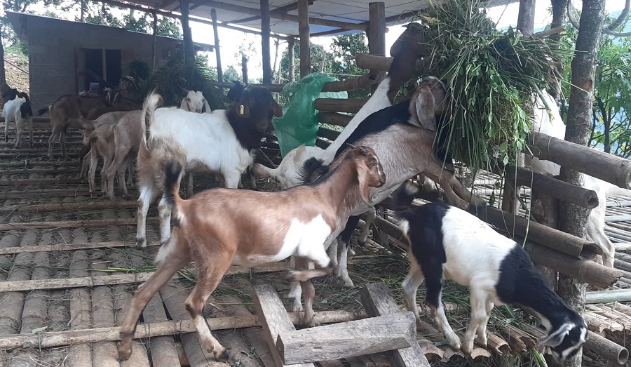 सहकारीमार्फत सामूहिक कृषिमा जोडिदै पुम्देली