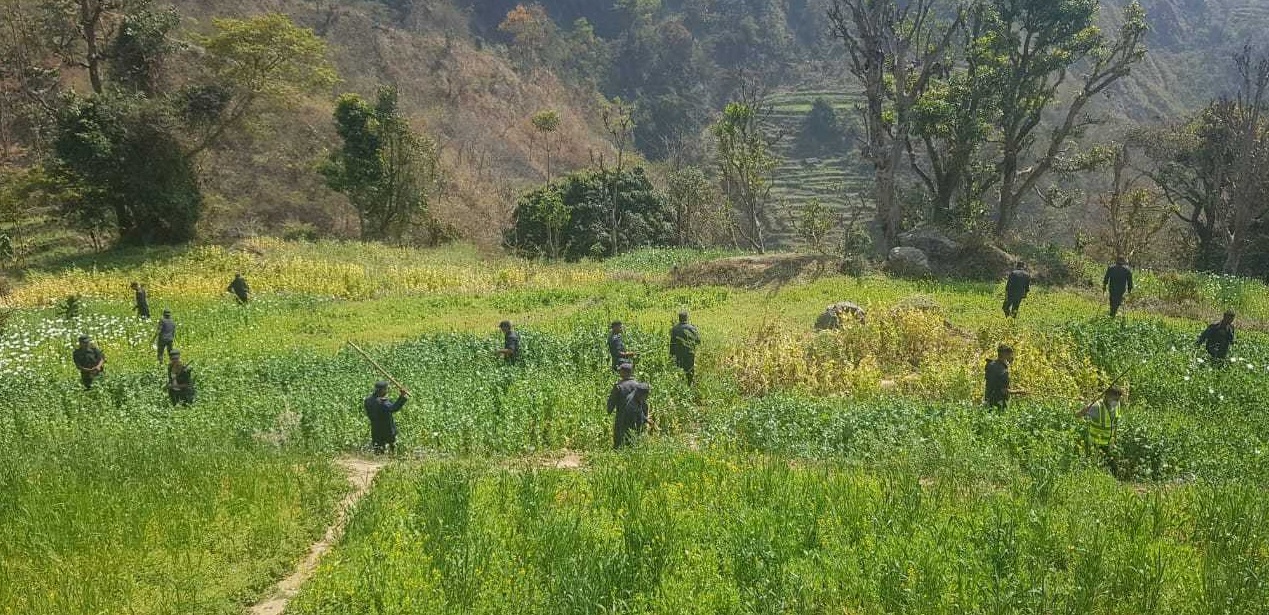 ३५ बिगाहा जग्गामा लगाईएको अफिम खेती नष्ट