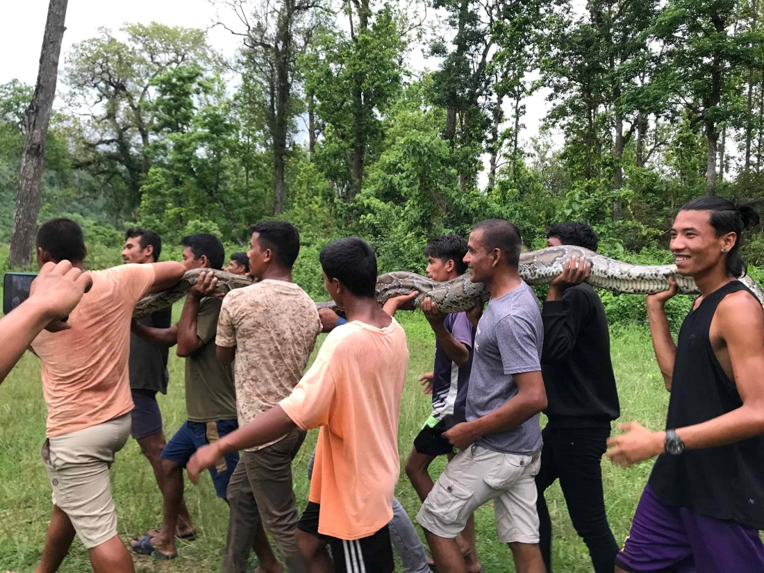 मकवानपुरको लामिटारमा ३३ किलोको अजिंगर फेला परेपछि...