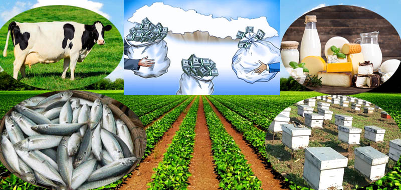 कृषि क्षेत्रको उत्पादन घट्ने