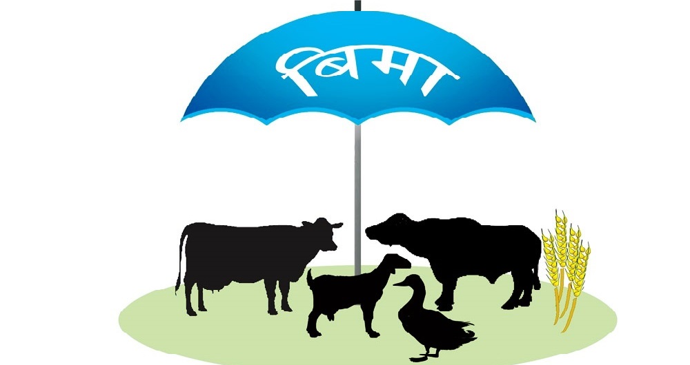 प्राधिकरणले गर्यो कृषि बीमाको २४ करोड रकम भुक्तानी, गत आवको १ अर्ब ३६ करोड अझै बाँकी