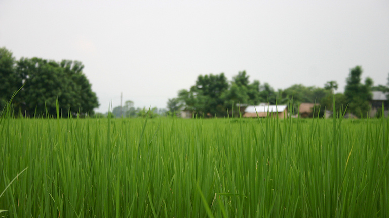 गरिमा धान रोपेकाले क्षतिपूर्ति पाउने