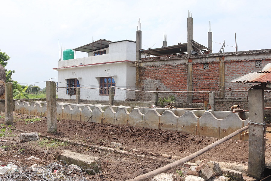 गाई पाल्दा ५० लाख स्वाहा ! दूध नबिकेपछि गोठ भत्काउँदै