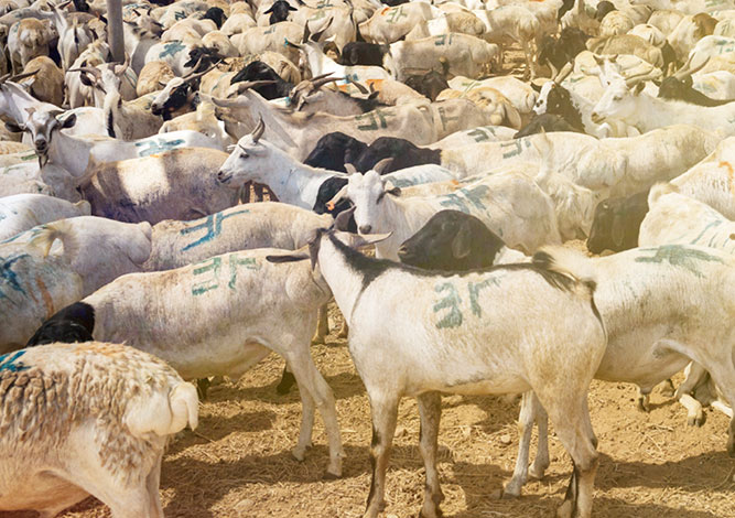 यस्तो रहेछ मासुको मूल्य वृद्धिको कारण
आइतबारदेखि अनुगमन, मूल्य घटाउन सरकारको निर्देशन
