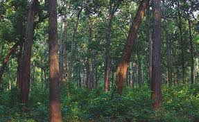 चारकोसे जंगलको ११ हजार हेक्टर जमिन कता हरायो ?