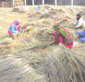 भीरमै सुक्यो बाबियो, दशैंमा देखिएनन् पिङ