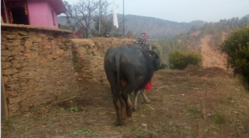 भैंसीले हान्दा एकको मृत्यु