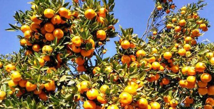 सुन्तलाको उत्पादन बढेपछि कृषक हौसिए
