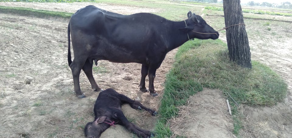 भैंसीसहित राउत र यादव नियन्त्रणमा