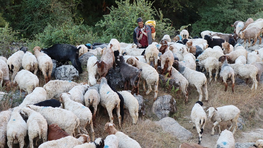 भेडा गोठालाको जङ्गलमै बित्छ जीवन