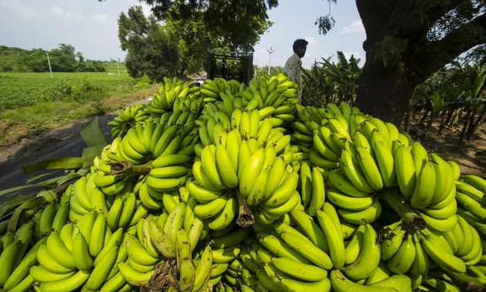यसकारण गरियो केरा आयातमा कडाइ