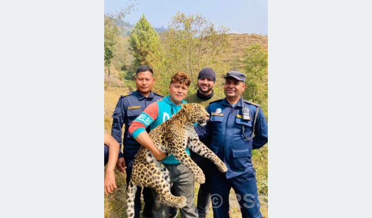 चितुवा आरामले बोकेको भाइरल तस्बिरको के हो वास्तविकता ?