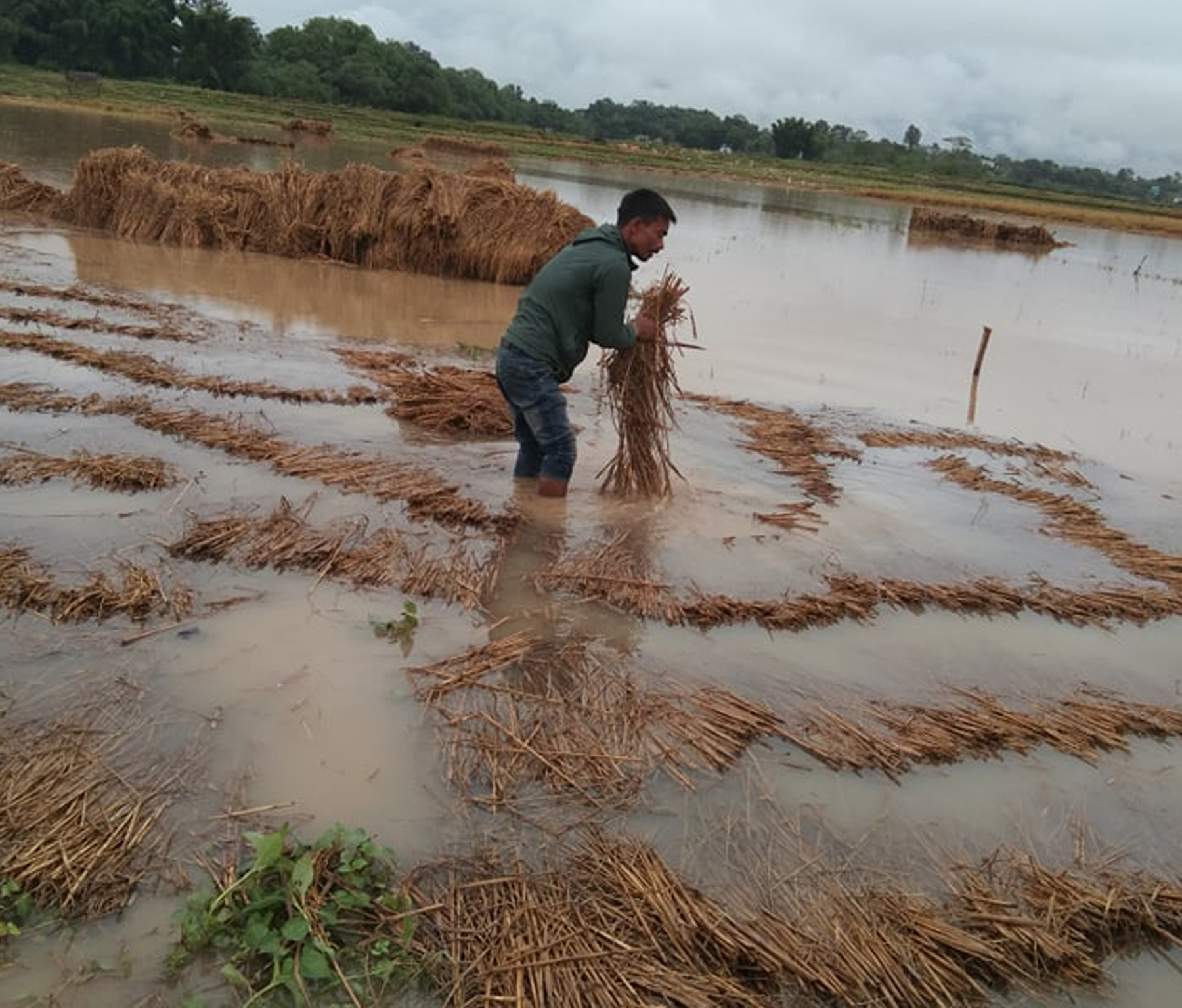 टुसाएको धानबाली देखाएर राहत माग्दै किसान