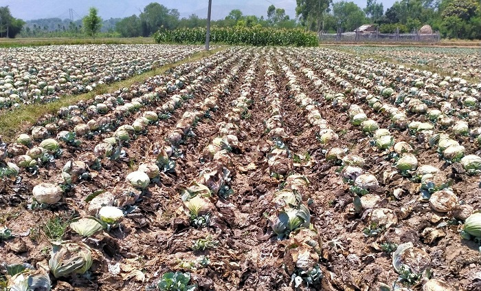 भारतबाट निर्यात हुँदा बारीमै सुक्यो किसानको तरकारी