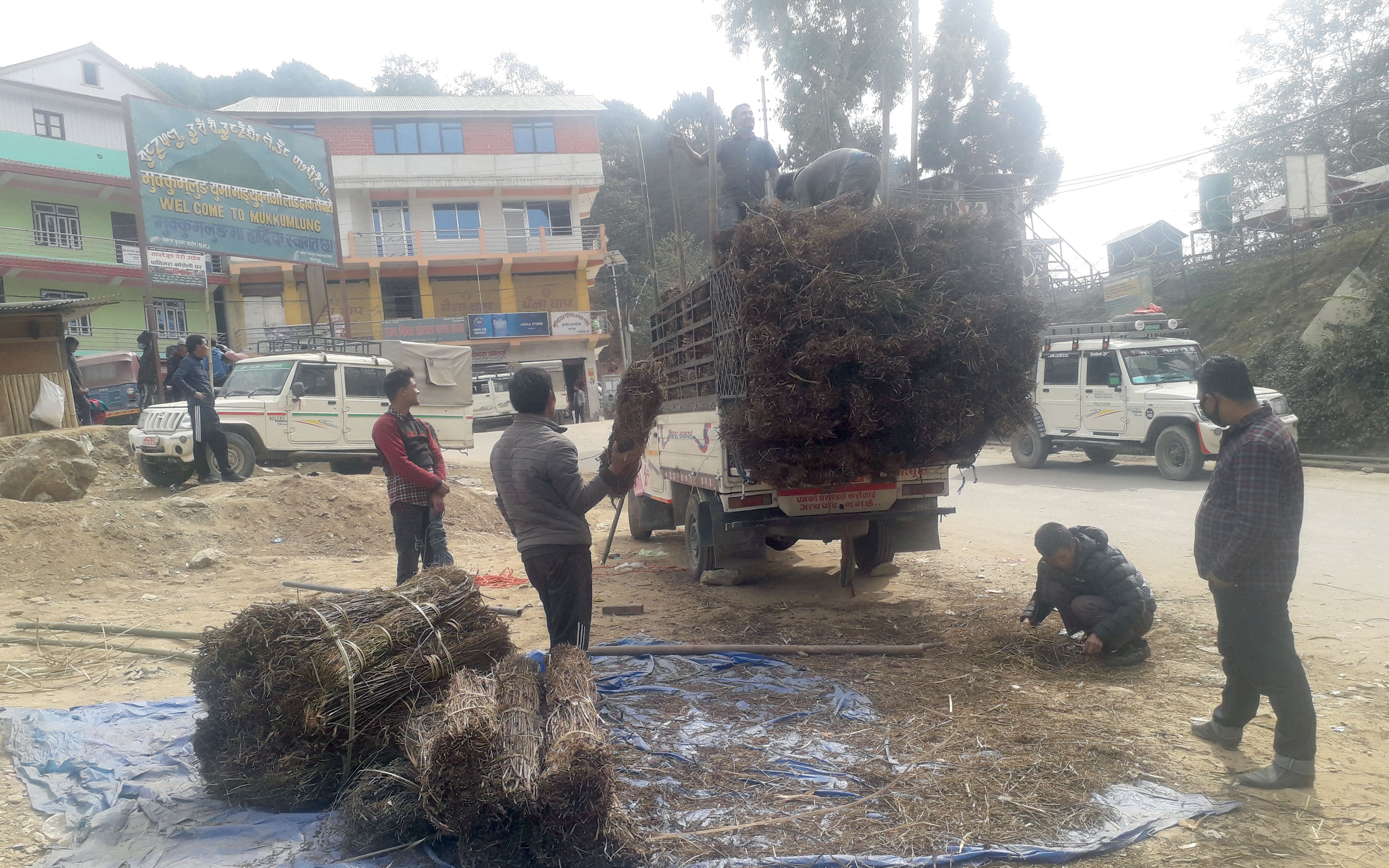 माग बढेसँगै चिराइतोको मूल्यमा वृद्धि