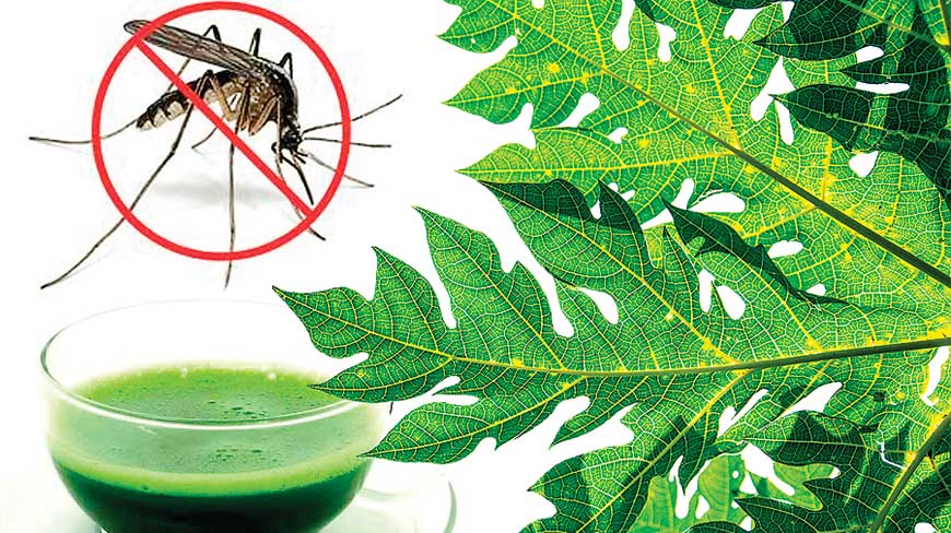 डेंगुको ज्वरोले प्लेटलेट्स घटाउछ यो बढाउन यी खानेकुरा नछुटाउनुहोस