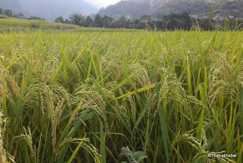 धानखेती घटेसँगै बढ्यो खाद्य परनिर्भरता