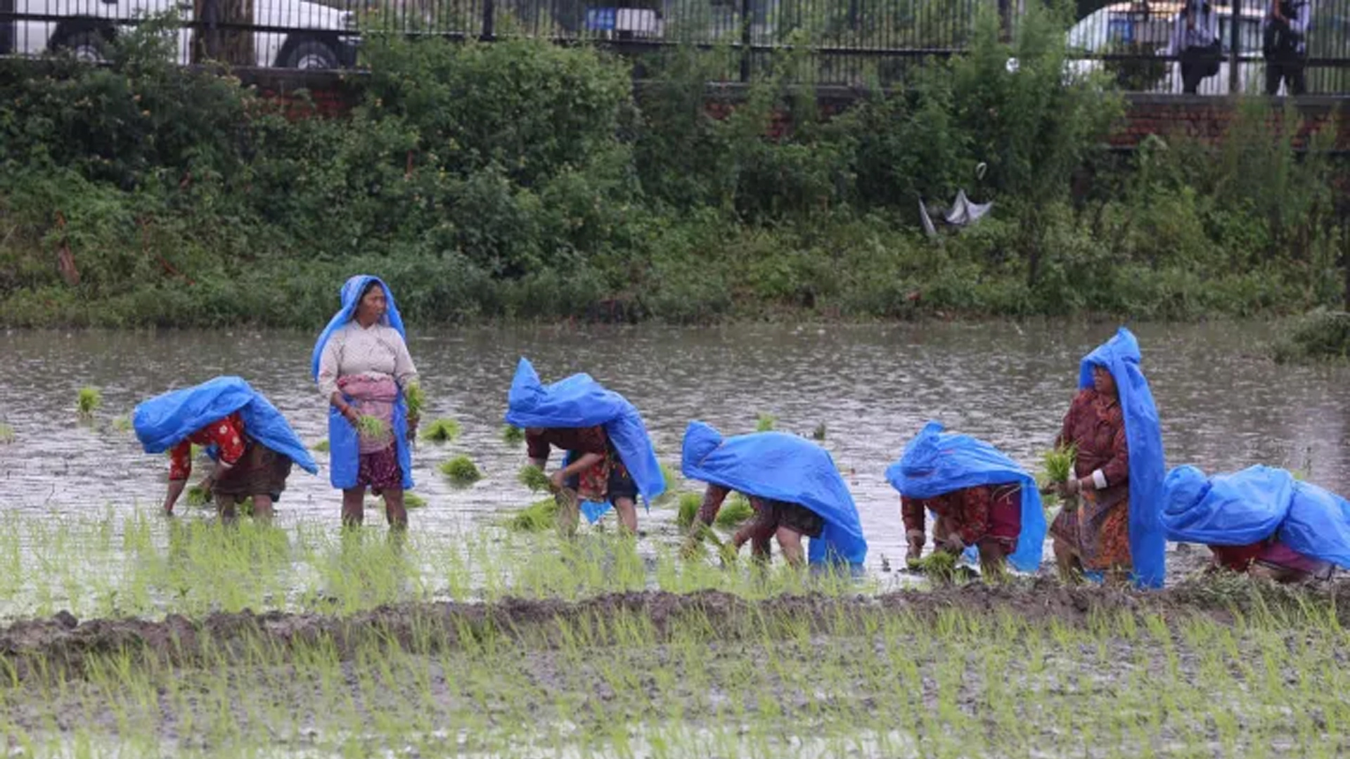 कम वर्षा र लम्पी महामारीकै बीच देशभर ७७ प्रतिशत रोपाइँ