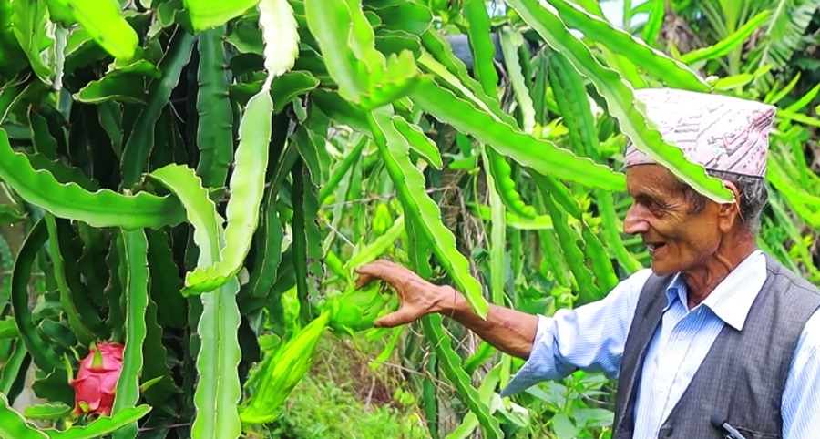 ड्रागन खेतीमा रमाउँदै पूर्व शिक्षक अर्याल, किलोमै आठ सयले बिक्री