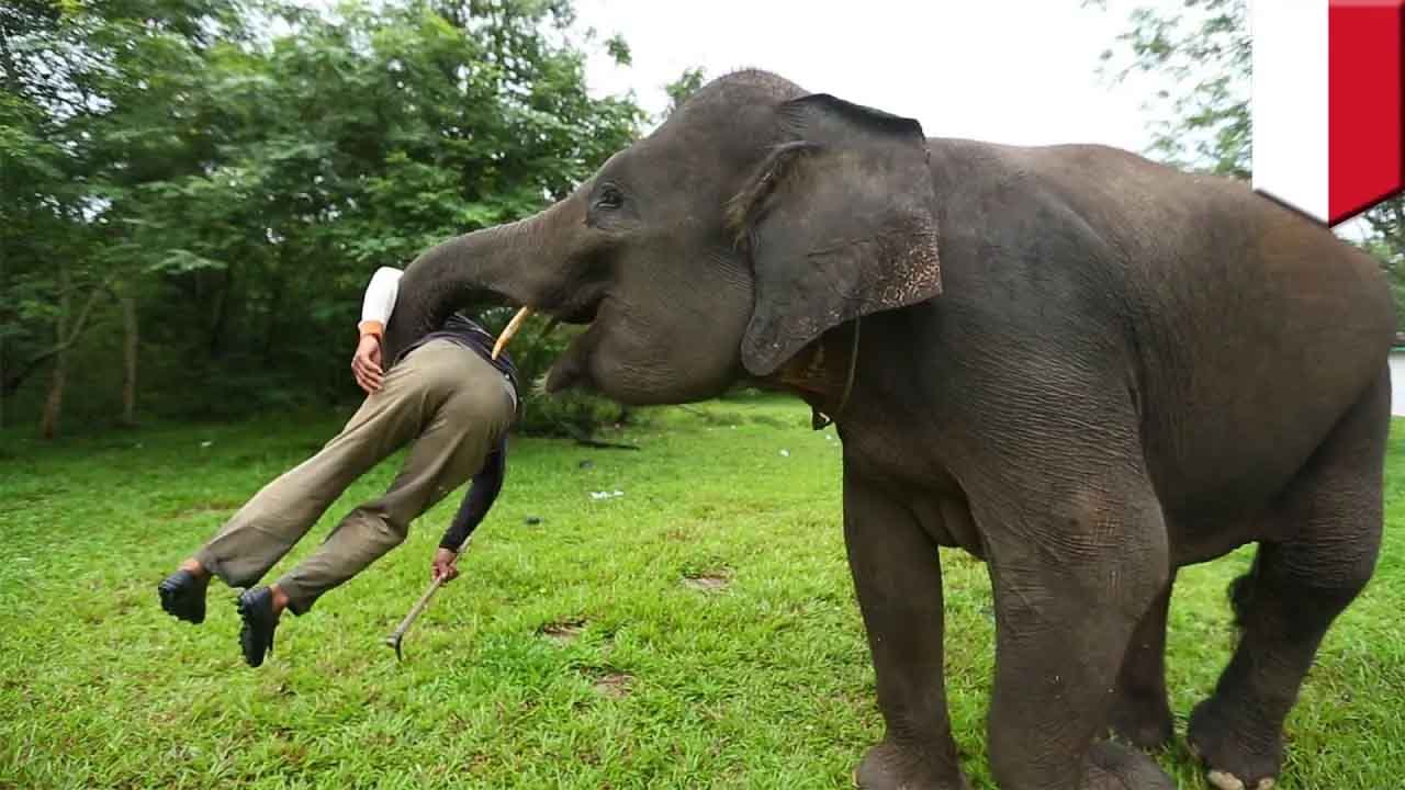 हात्तीको आक्रमणबाटै गयो ५६ जनाको ज्यान