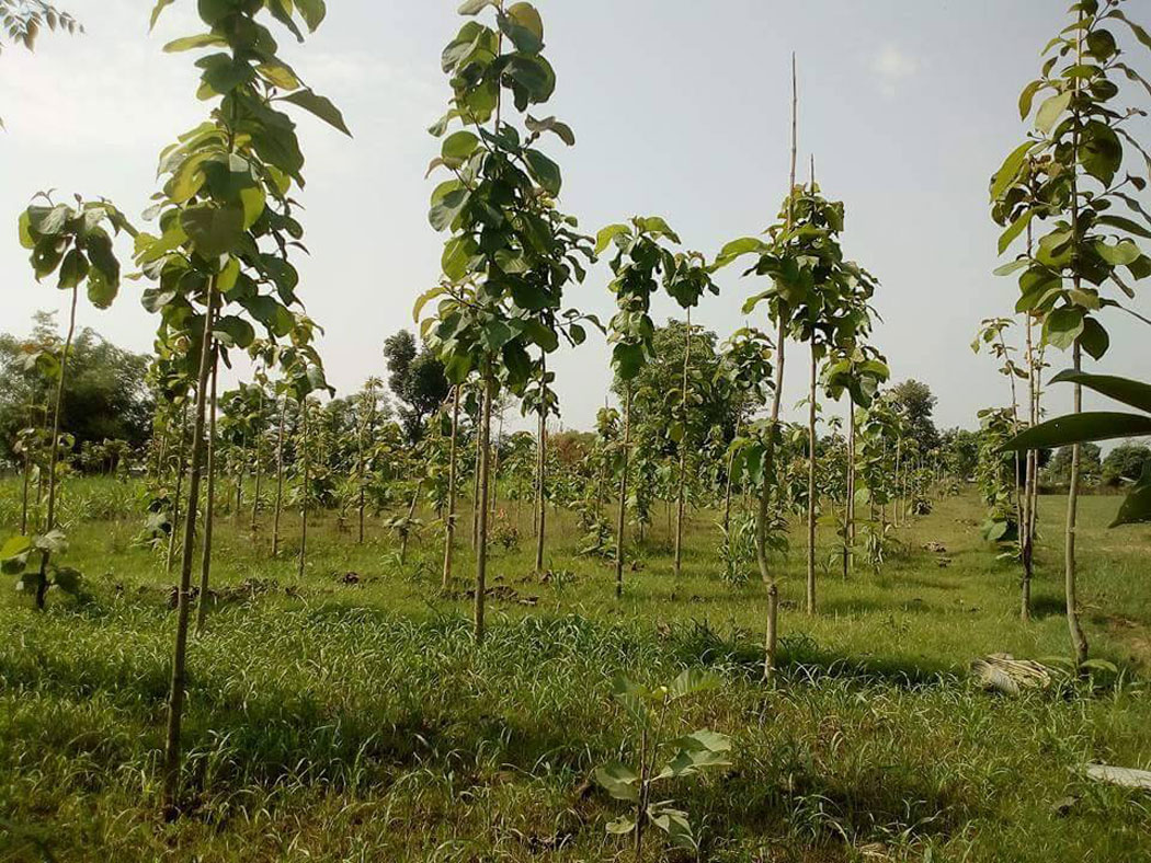 निजी वन विस्तार गर्न किसान आकर्षित