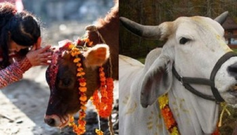 तिहारको चौँथो दिन : बली, हलि एवम् गोरु पूजा