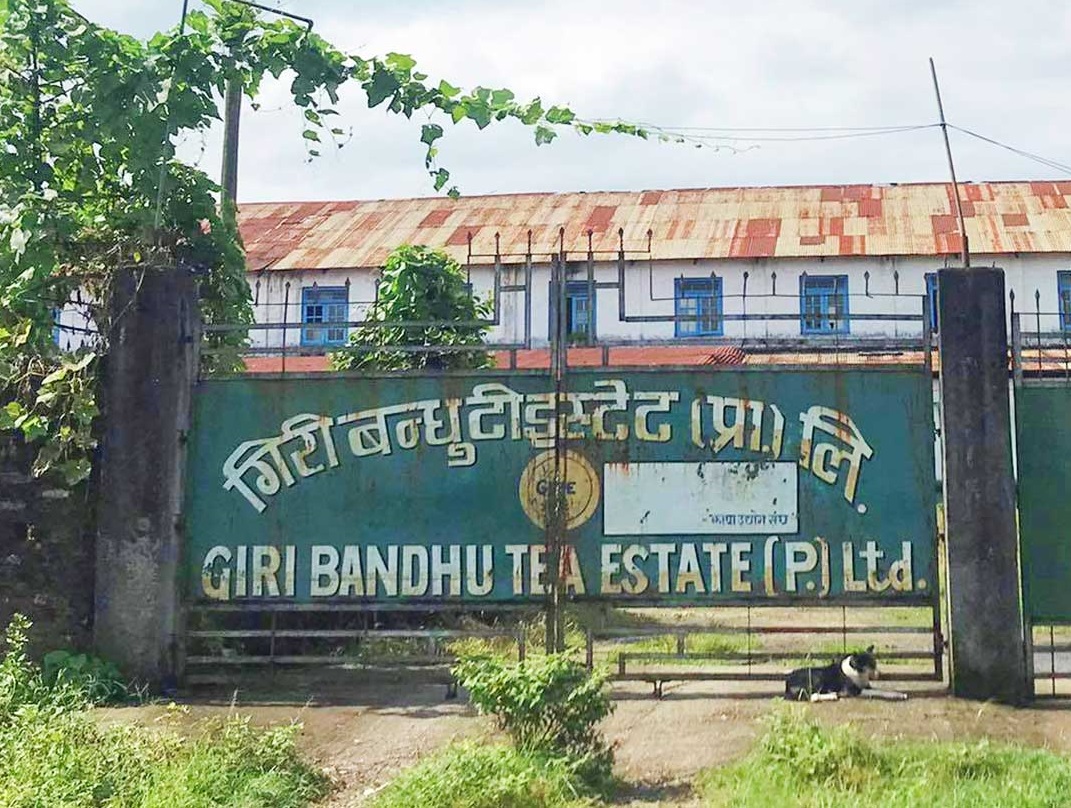 भूमाफियाको प्रभावमा परी ओली सरकारले चिया बगान सार्ने निर्णय गरेको रहेछ