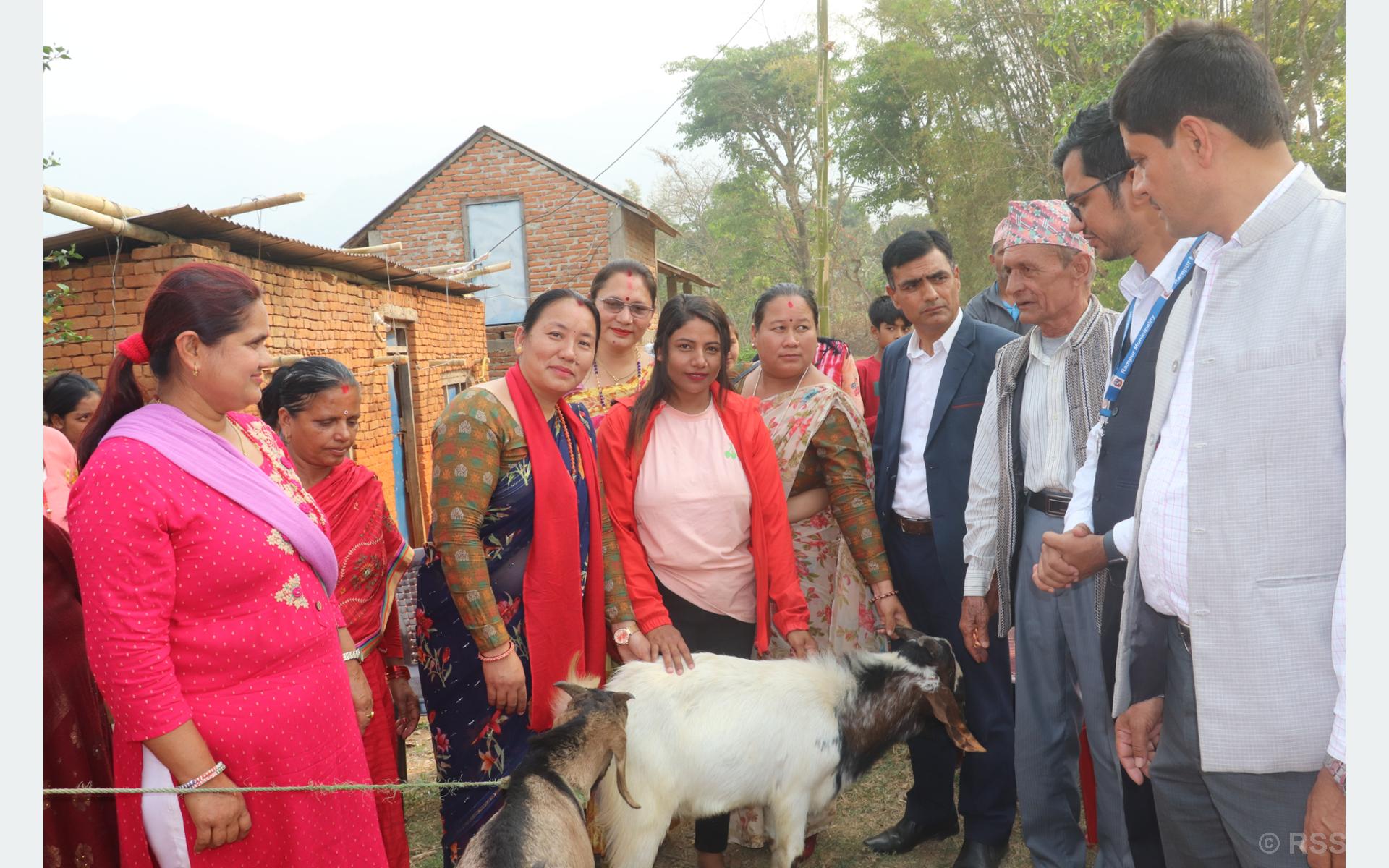 उपहार पाएको बाख्राबाट बदलिएको व्यवसायिक जीवन