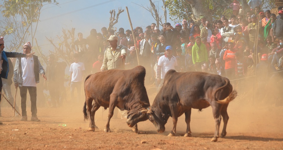 तारुकामा आगामी माघ १ र २ मा २८ हल गोरु जुधाइने