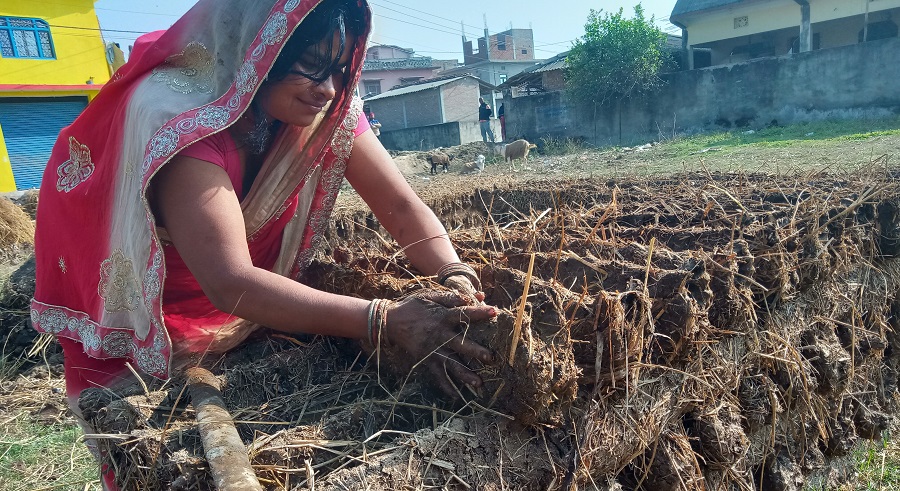 इन्धनको जोहोका लागि ‘गुइँठा’ बनाइँदै