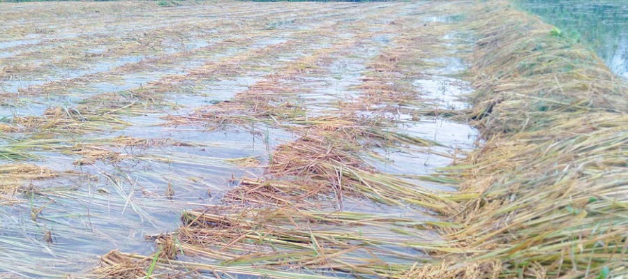 यस कारण पुग्दैन मौसमसम्बन्धी पूर्व सूचना किसानसम्म