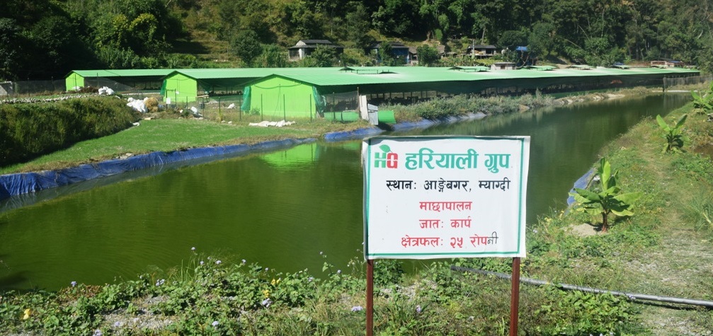 हरियाली ग्रुपः दक्षिण अफ्रिकाको टिम्बाली र भारतको अमूल मोडेल