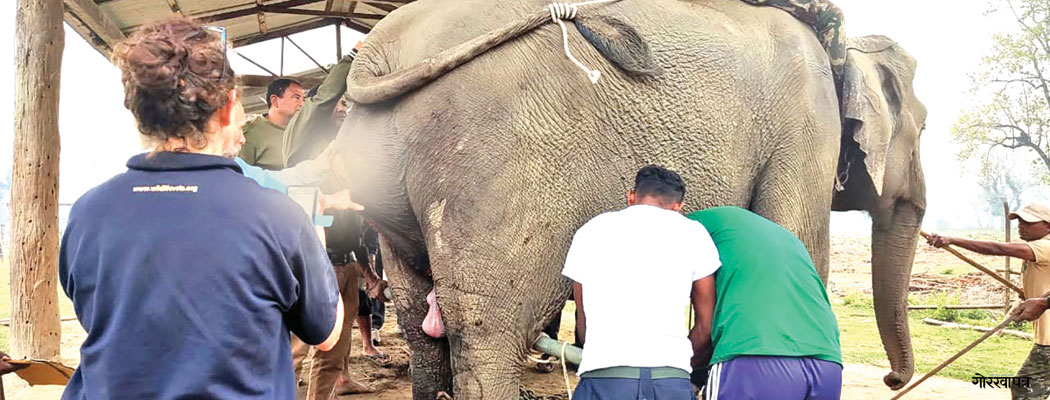 हात्तीको अपरेसन गरेर जन्माइयो बच्चा