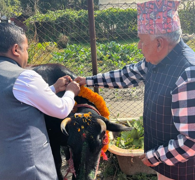 राष्ट्रपति पौडेलद्वारा गाई पूजा